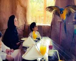 The park is also home to various beautiful tropical birds. You can also enjoy a tasty meal with them and also you can enhance your knowledge by asking